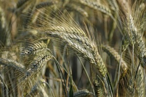 Pažljivo biraju lokacije za mrežu makrosortnih ogleda