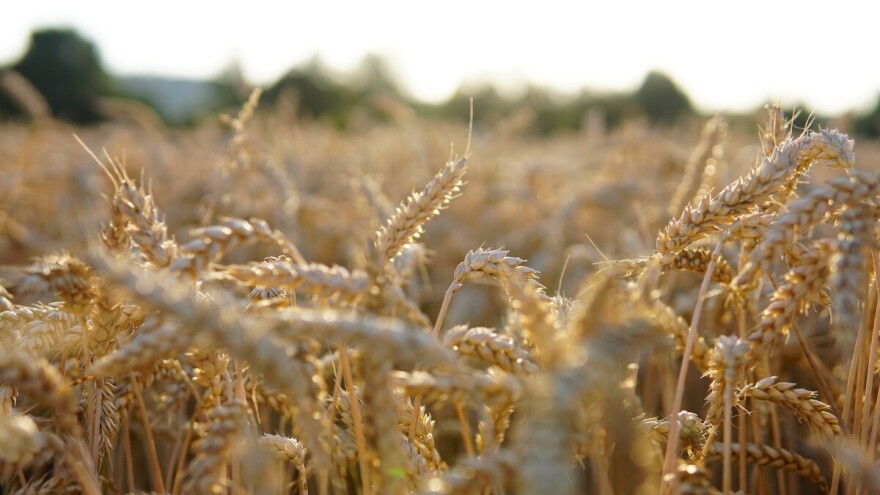 Systiva®: Inovativni fungicid s kojim je moguće preskočiti prvi tretman u proljeće!