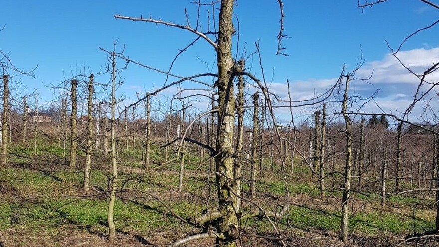 Šta je važno kod zimske rezidbe i kako svake godine imati dobre prinose?