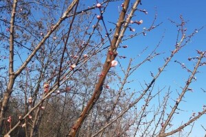 Agro i pomotehnikom utičite na formiranje pupoljaka kod voća
