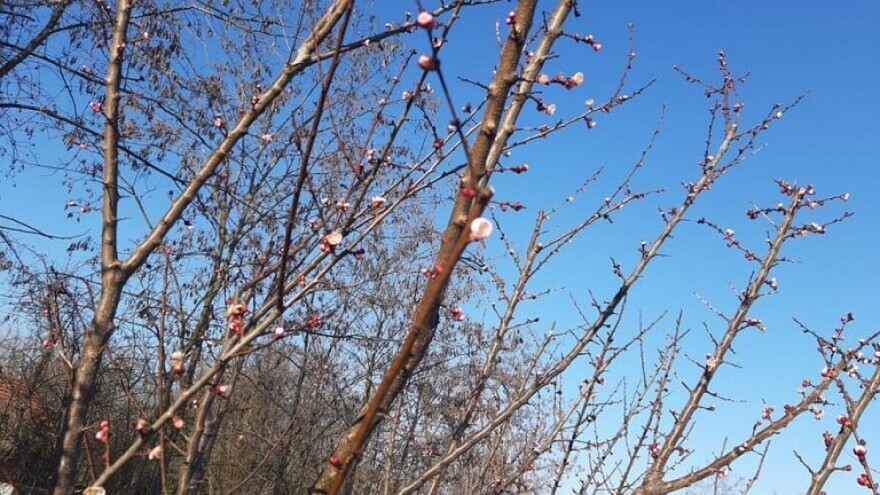 Agro i pomotehnikom utičite na formiranje pupoljaka kod voća