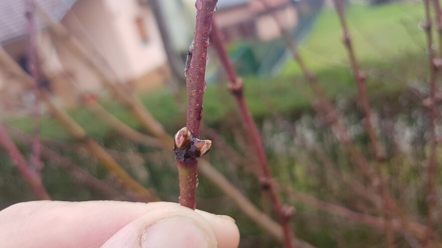 Početak bubrenja kod ranih sorti breskve: Kako suzbiti kovrdžavost lista?