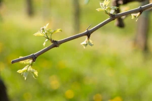 Crna pegavost vinove loze - uticaj na prinos i suzbijanje