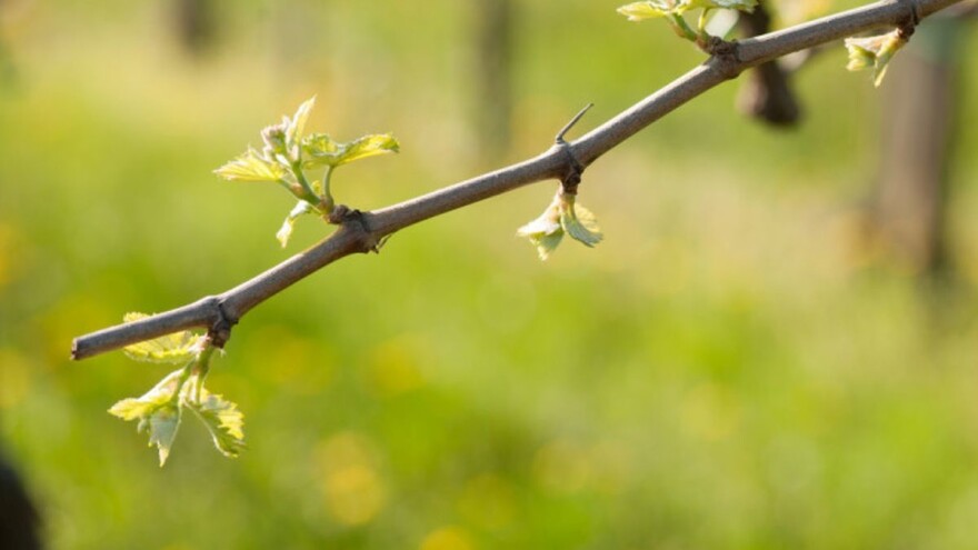 Crna pegavost vinove loze - uticaj na prinos i suzbijanje