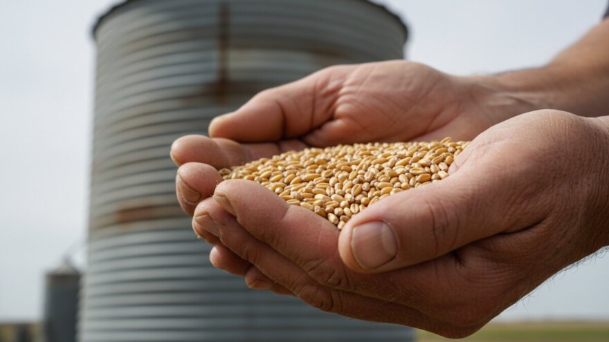 Granolio otkupljuje pšenicu po 1,35kn/kg