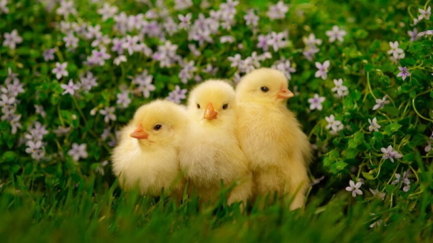 Bespovratna sredstva za peradarstvo i pčelarstvo