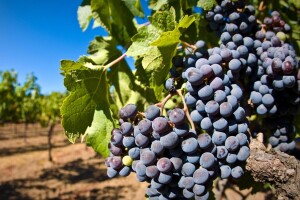 Kako se pripremiti za početak sezone berbe grožđa i proizvodnje vina?