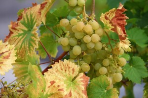 Osnovni principi gnojidbe i kretanja hranjiva u vinovoj lozi i tlu