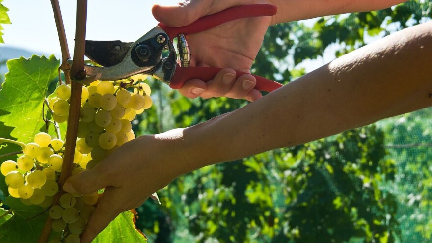 Pratite stanje grožđa, ono je najbolji pokazatelj vremena berbe