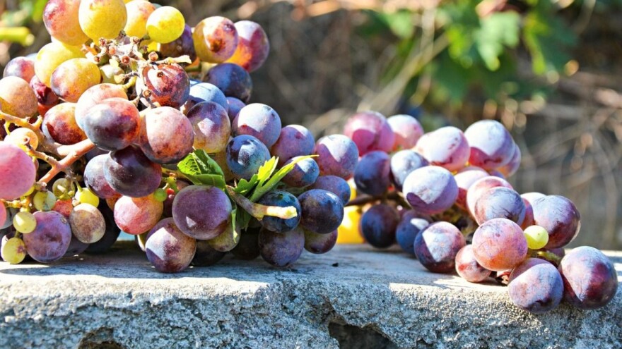 Posjetite radionice: predstavljanje Nacionalnog programa pomoći sektoru vina