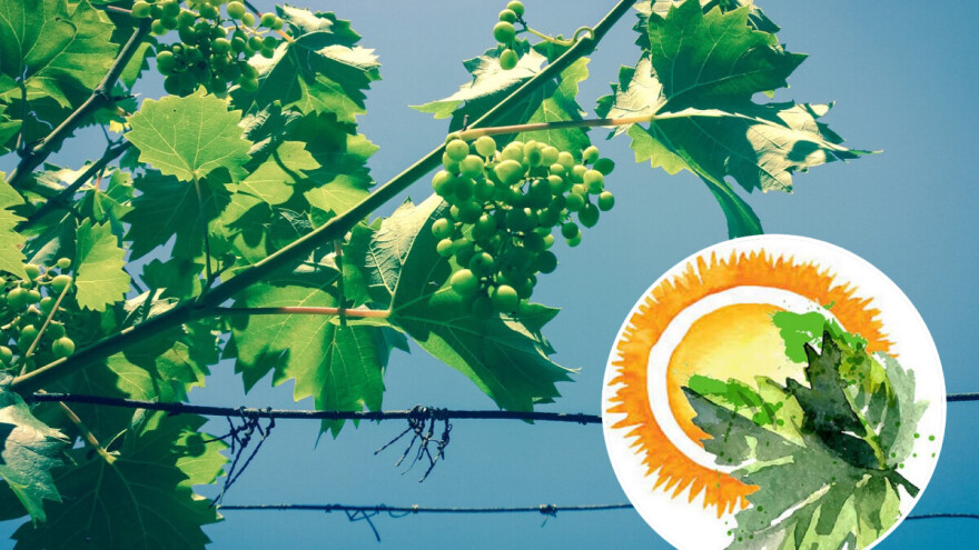 #mladaloza organizira 1. Kutjevačko ljeto mladih