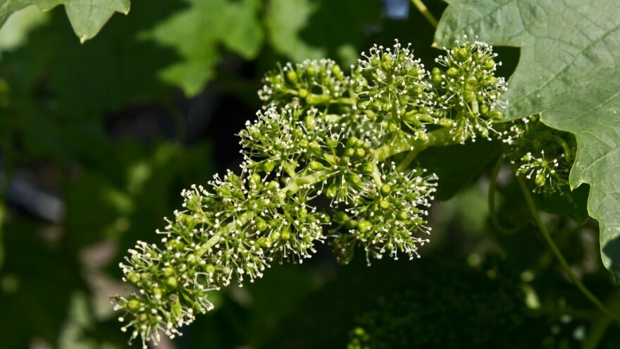 Cvatnja vinove loze - važne napomene u tehnologiji