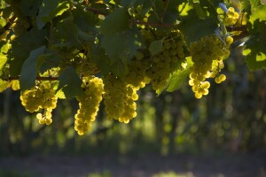 HGK: Vinari i vinogradari, dođite na Osnivačku skupštinu udruge Bregovita Hrvatska