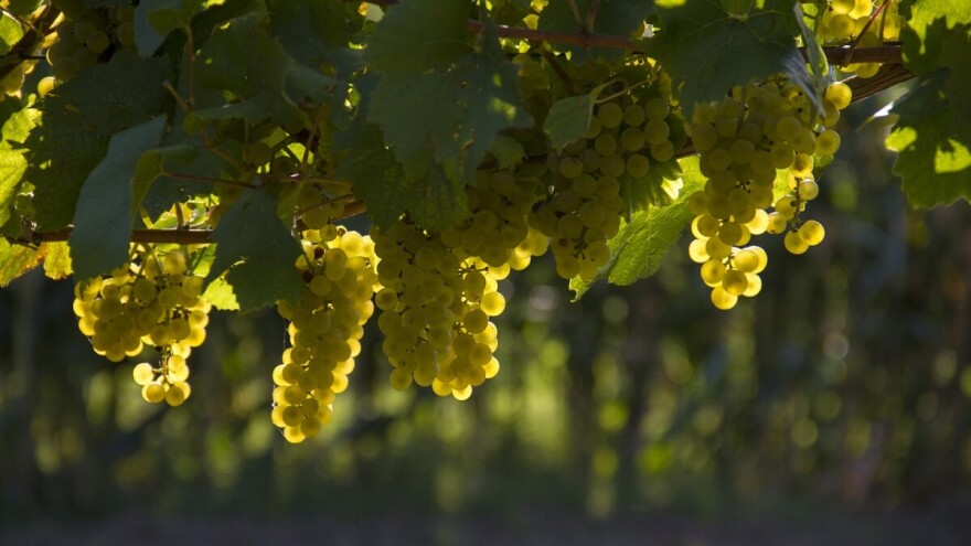 HGK: Vinari i vinogradari, dođite na Osnivačku skupštinu udruge Bregovita Hrvatska