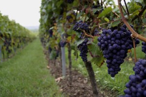 Rusija zainteresovana i za uvoz vinove loze