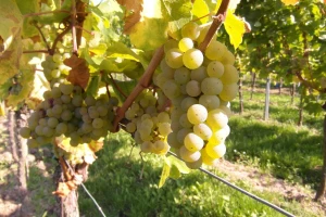 Vinarija Svijetli dvori: Berba još traje, ove godine manje grožđa nego lani