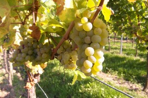 Vinarija Svijetli dvori: Berba još traje, ove godine manje grožđa nego lani