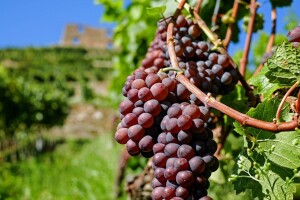 Nacrt Zakona o vinu: Manje administriranja, veća kontrola na terenu?