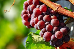 Vlada prihvatila Nacrt prijedloga Zakona o vinu - ukidaju se sve naknade za kontrole stavljanja vina u promet