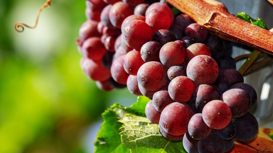 Vlada prihvatila Nacrt prijedloga Zakona o vinu - ukidaju se sve naknade za kontrole stavljanja vina u promet