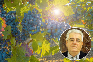 Kišan rujan - vinogradar uzrujan: Nema brige, čekaju nas vrući dani