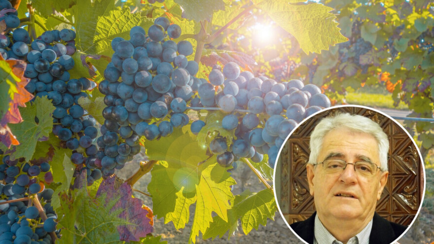 Kišan rujan - vinogradar uzrujan: Nema brige, čekaju nas vrući dani