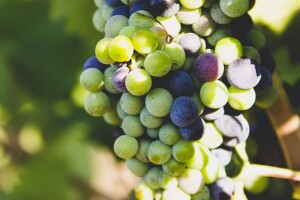 Upozorenje: Sivi grožđani moljac u vinogradima, uočen i jabučni savijač