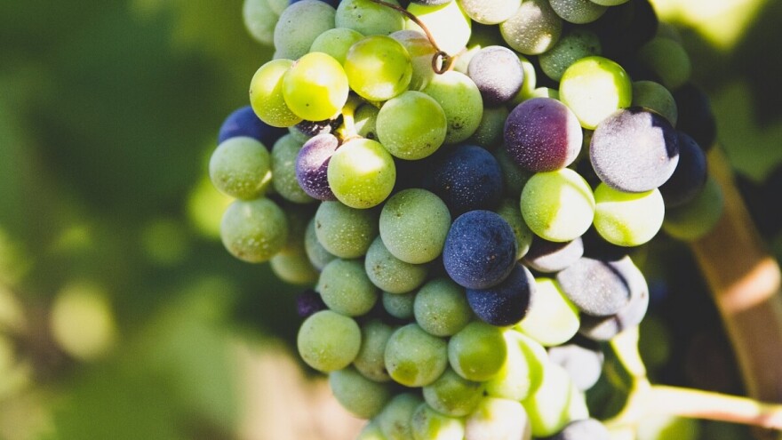 Upozorenje: Sivi grožđani moljac u vinogradima, uočen i jabučni savijač