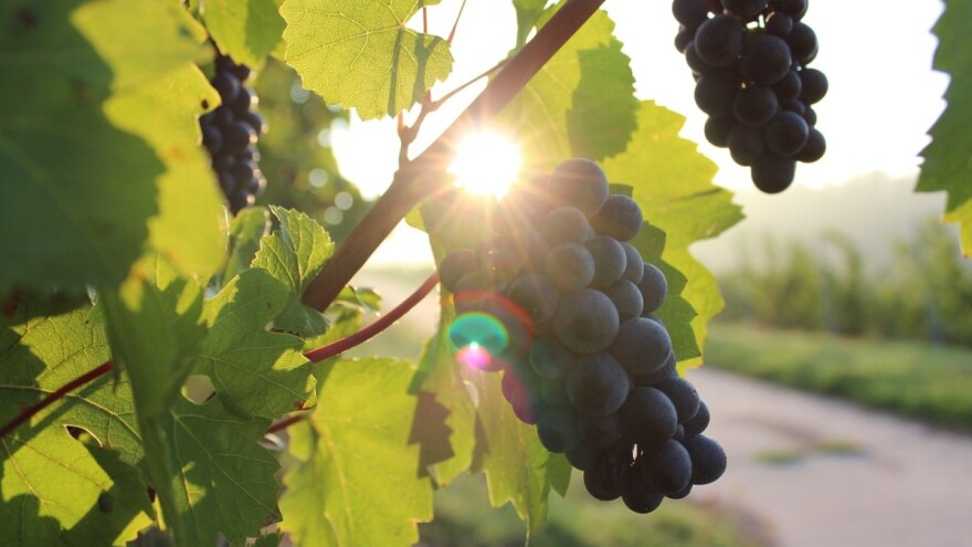 Sve o Vinskoj omotnici na jednom mjestu!