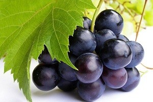 Ilegalci u vlastitom vinogradu
