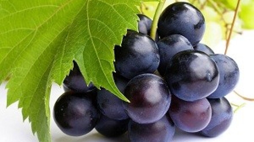 Ilegalci u vlastitom vinogradu