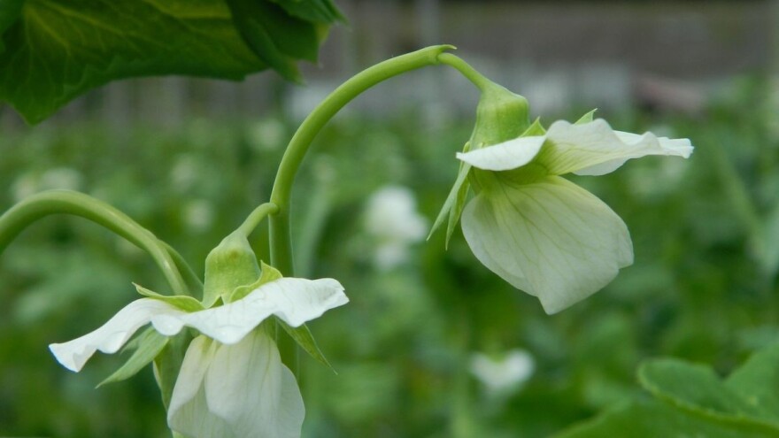 Zaštita proteinskog stočnog graška od sjetve do žetve