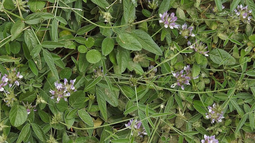 Koji su najbolji uslovi za uzgoj stočnog graška?