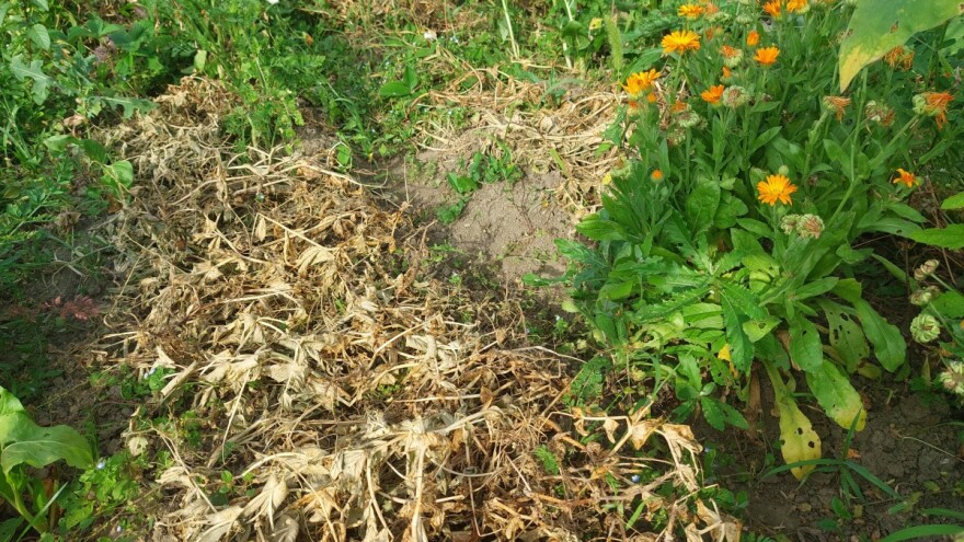 Šta sejati i saditi posle graška?