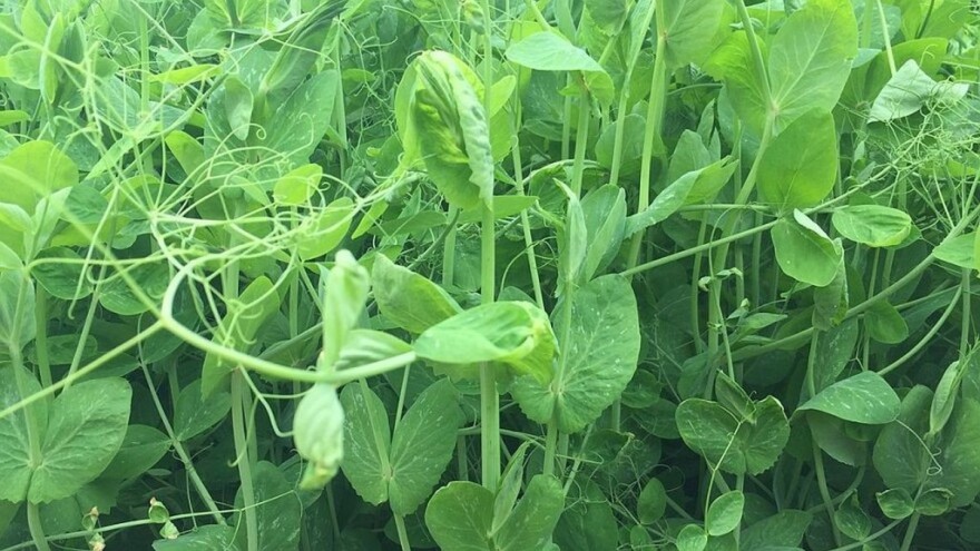 Kako pravilno kombajnirati stočni grašak?