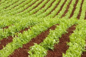 Seju grašak i uljanu repicu: Na žalost stočara - raste potražnja za biljnim proteinima