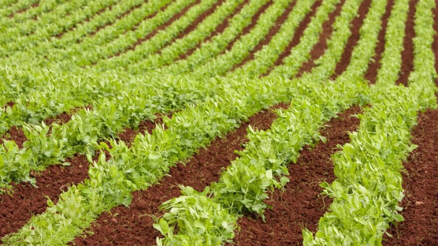 Seju grašak i uljanu repicu: Na žalost stočara - raste potražnja za biljnim proteinima