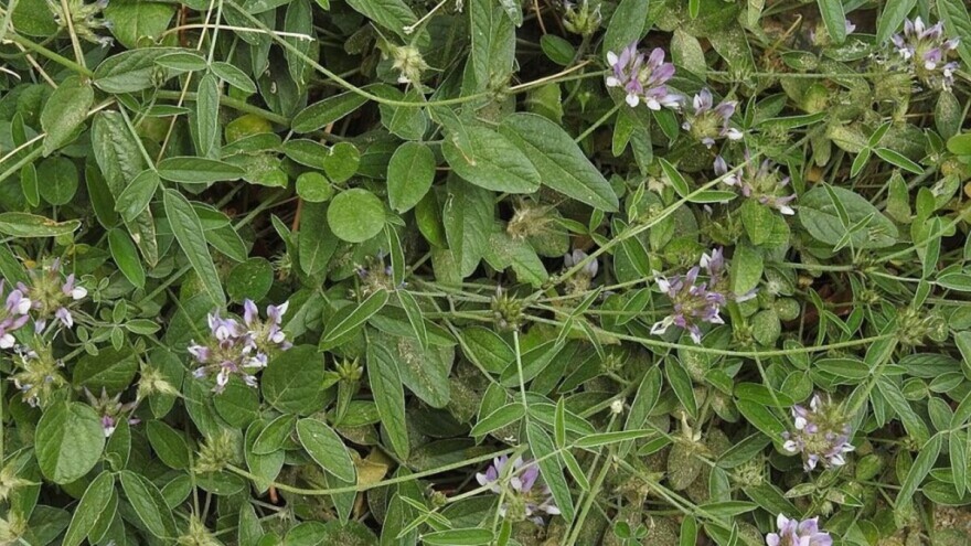 Koji su najbolji uslovi za uzgoj stočnog graška?