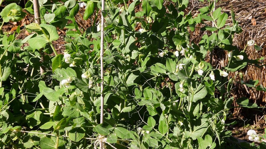 Simptomi i suzbijanje pepelnice graška