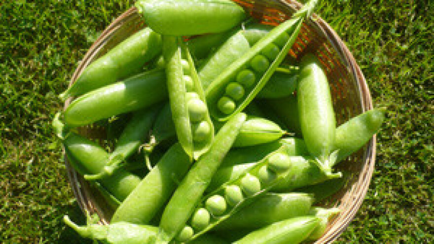 Podravka počela kampanju prerade graška