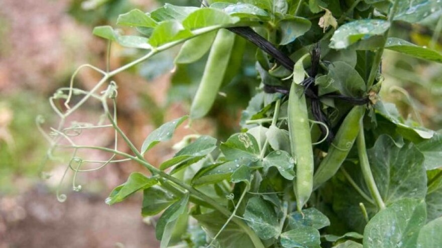 Cena graška stabilna već nekoliko godina