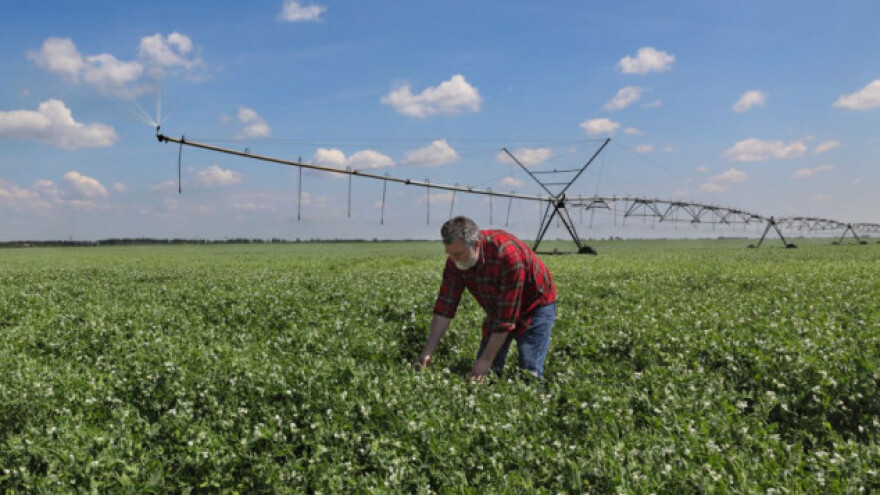 Grašak - zlatna niša za crnomorske zemlje