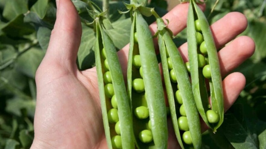 Žižak - štetočina koja uništava grašak