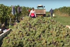 Hrvatski vinari su se probili na europsko tržište