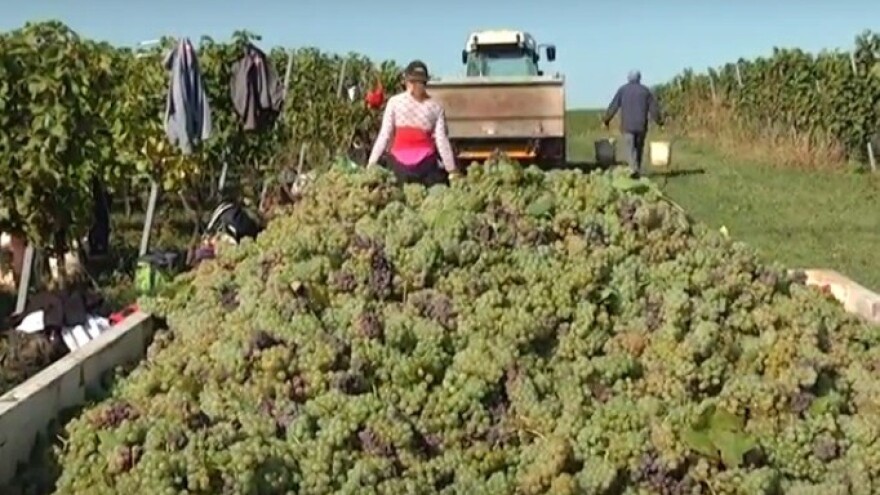 Hrvatski vinari su se probili na europsko tržište