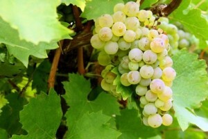 Osnovana udruga "Graševina Croatica"