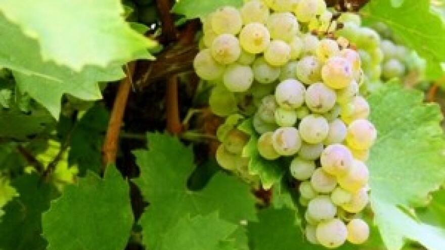 Osnovana udruga "Graševina Croatica"