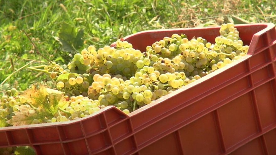 Ivan Grgić: Omjer sladora i kiseline u graševini je idealan