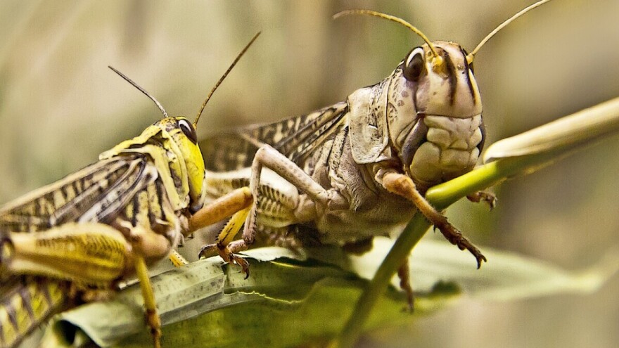 Zastrašujuća najezda skakavaca: Jedan roj pojede hrane za 35.000 ljudi