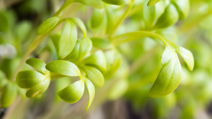 Grbica: Lisnato povrće koje možete jesti 15 dana nakon sjetve